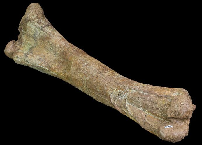 Fossil Hadrosaur (Kritosaurus) Femur - Aguja Formation, Texas #76731